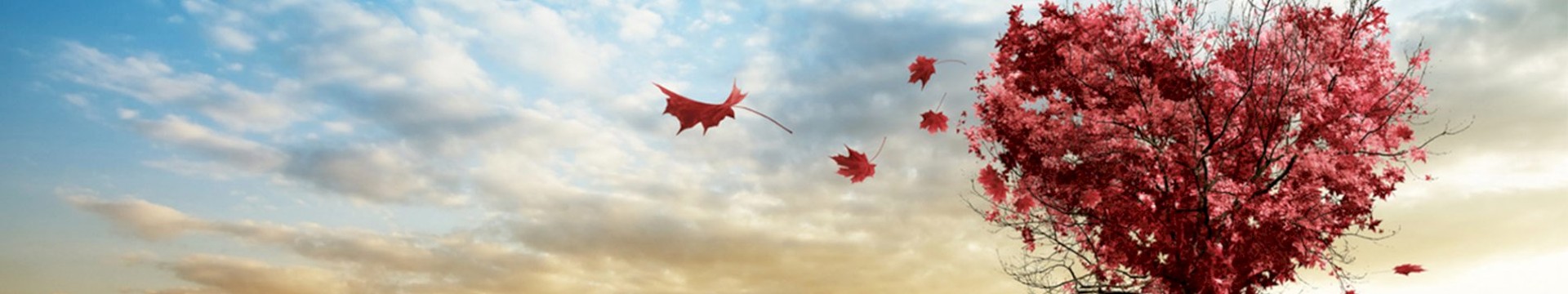 Love heart shaped tree 