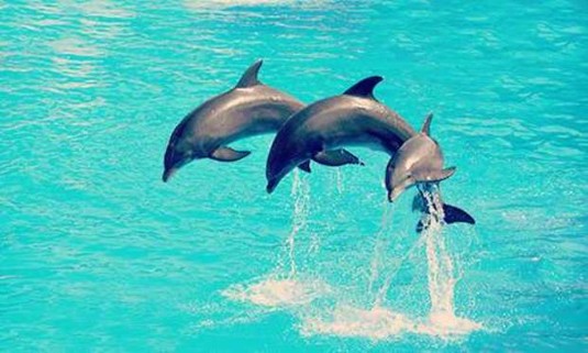 Albufeira Hen Do Ideas and Activities - Dolphin Spotting