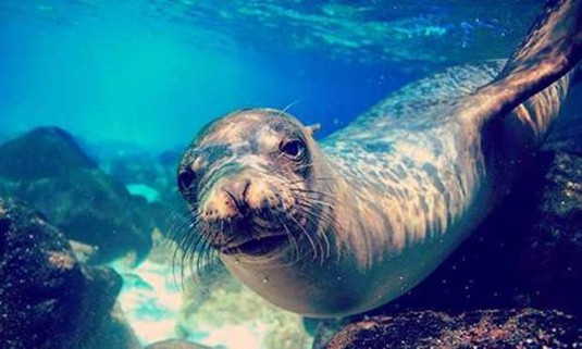 Benidorm Hen Do Ideas and Activities - Sea Life